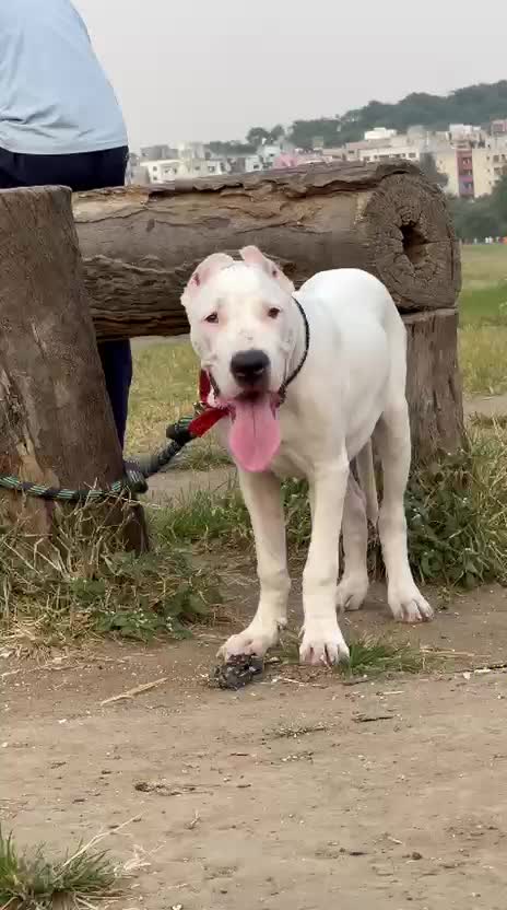 Dogo Argentino Puppy, farm video