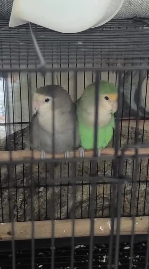 African Love Birds | Yellow & Orange, farm video
