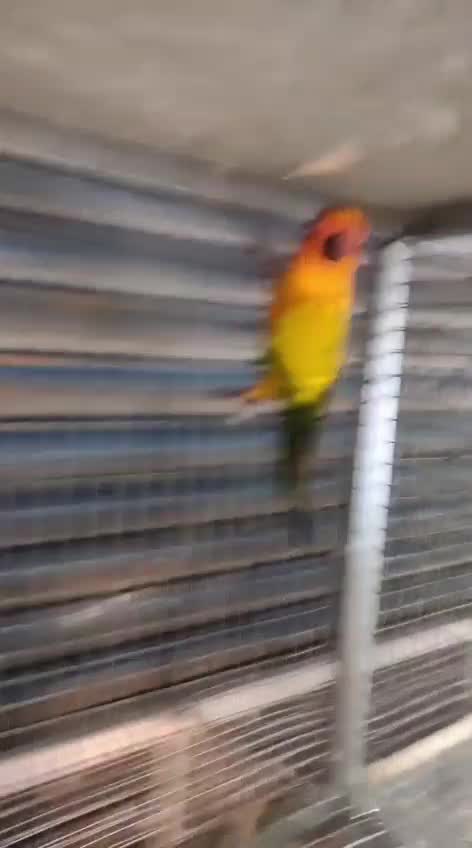 Sun Conure, farm video