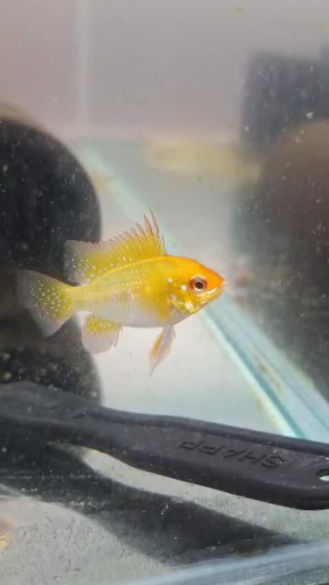 Ram Cichlid, farm video