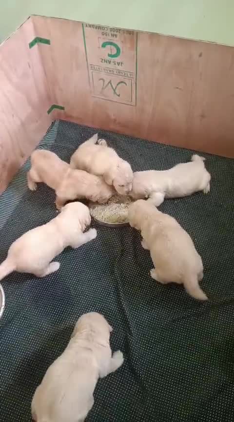 Golden Retriever, farm video