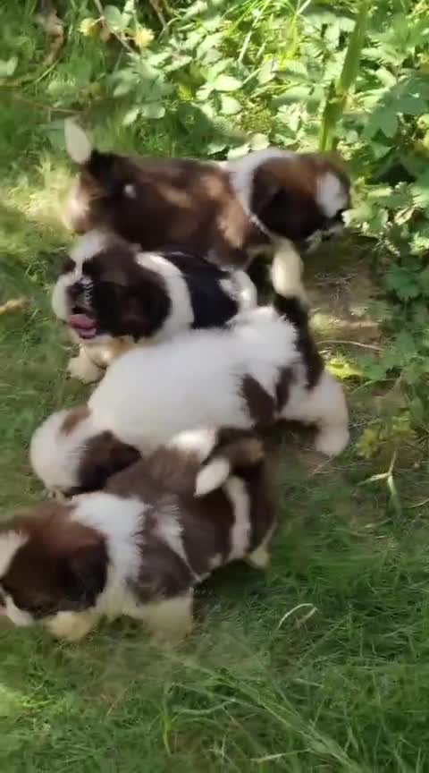 Shih Tzu | Tri Color Puppy, farm video