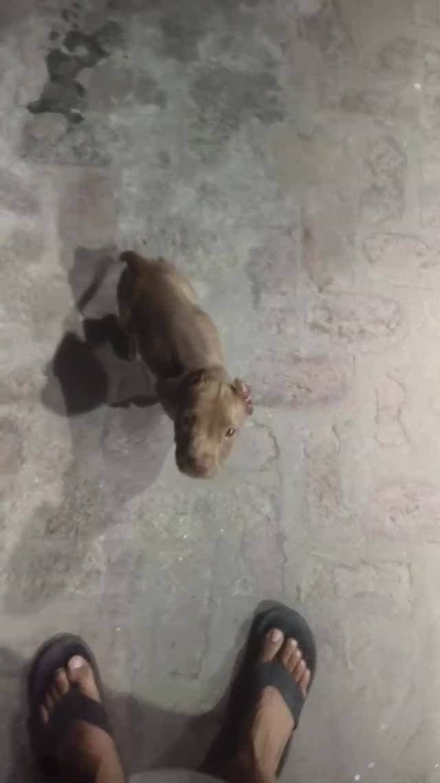 Pitbull Terrier Puppy, farm video