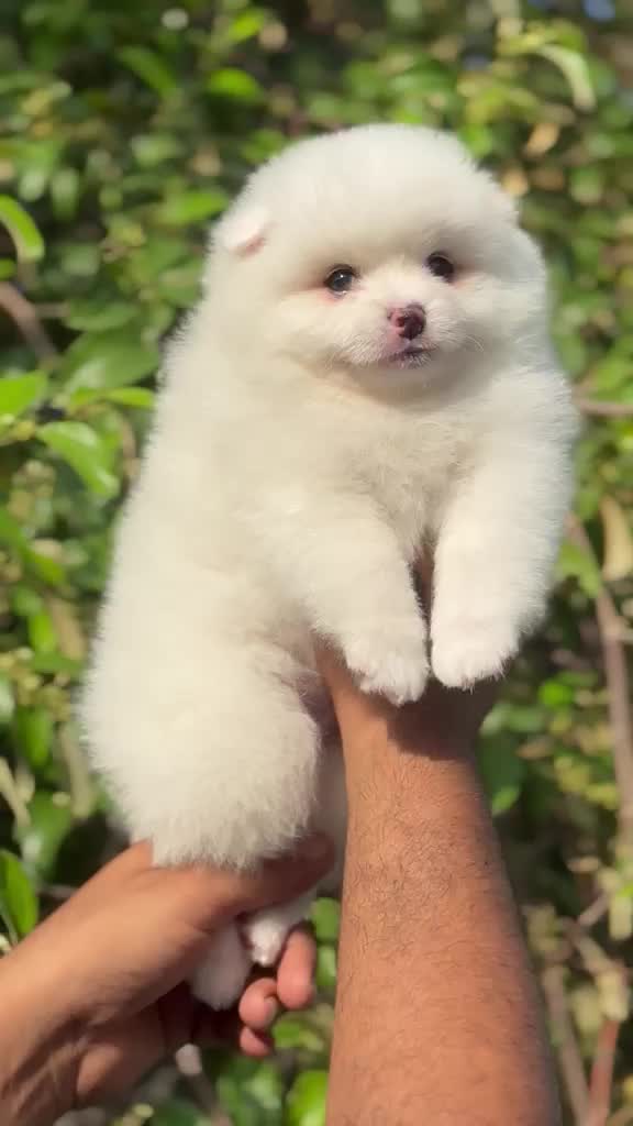 Culture Pom Puppy | White Color, farm video