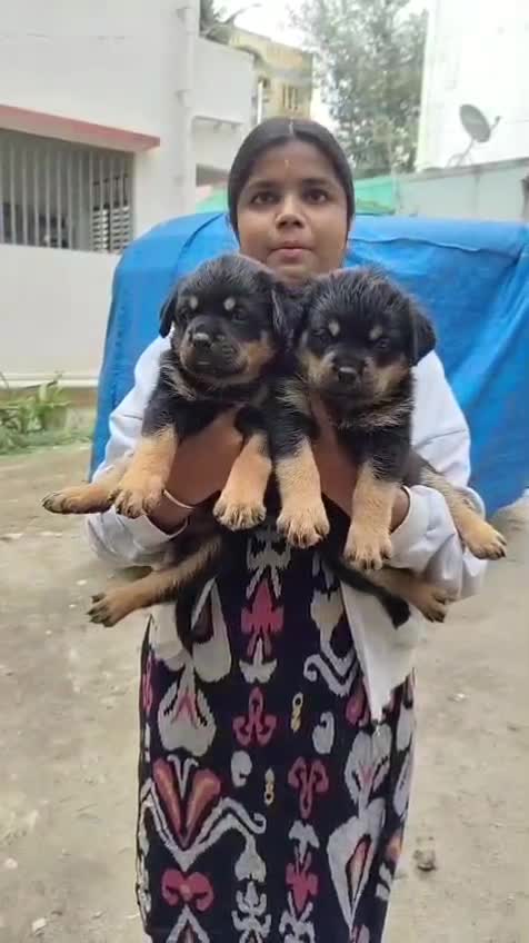 Rottweiler Puppy, farm video