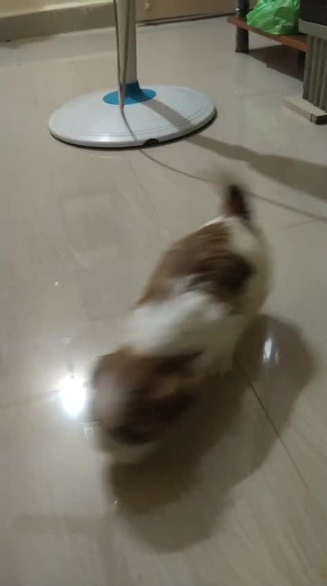 Shih Tzu | Tri Color Puppy, farm video