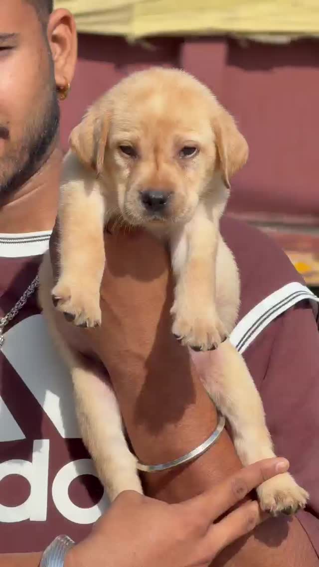 Beagle Black & Tan Puppy, farm video