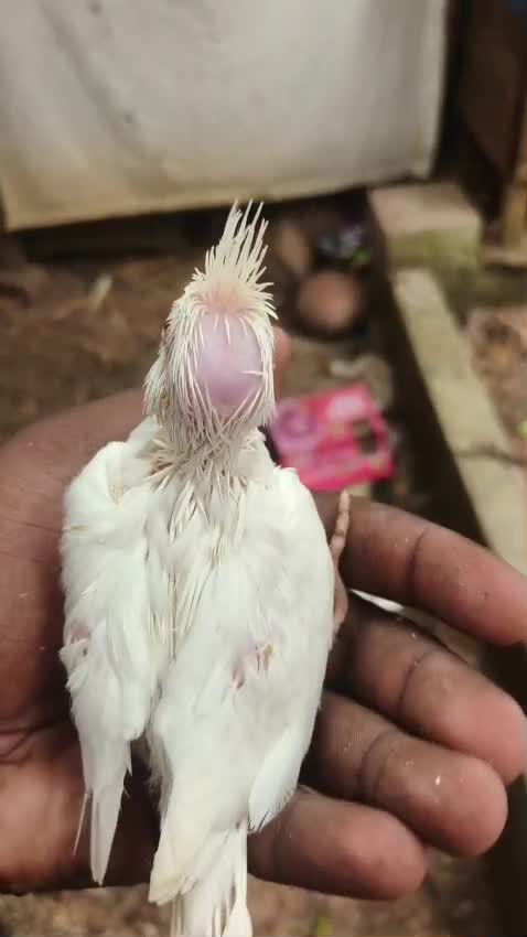 Cockatiel, farm video