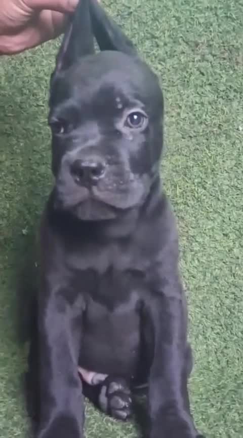 Dachshund Puppy, farm video