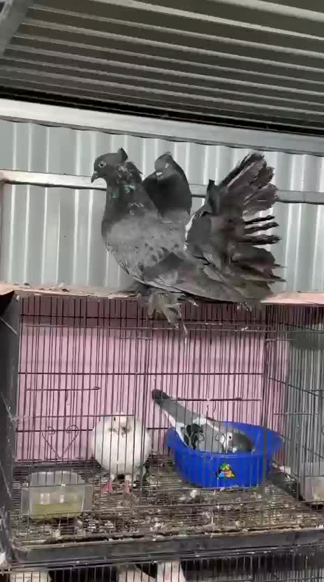 Homer Pigeon, farm video