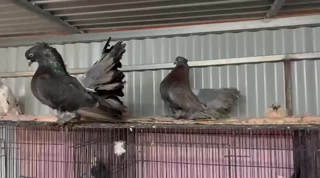 Homer Pigeon, farm video