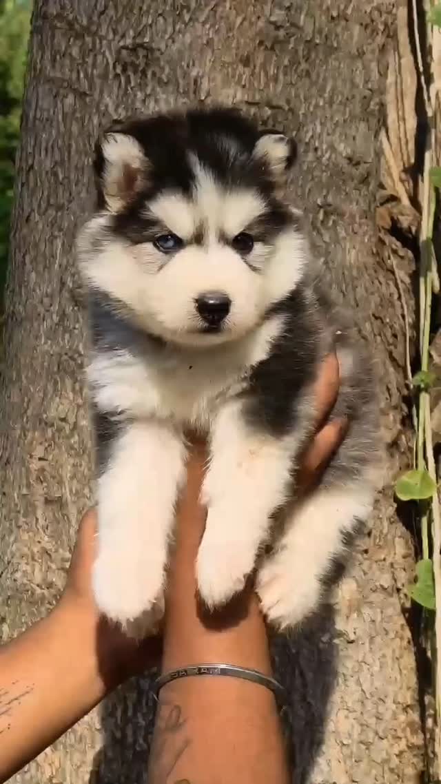 Siberian Husky Puppy | White Color, farm video
