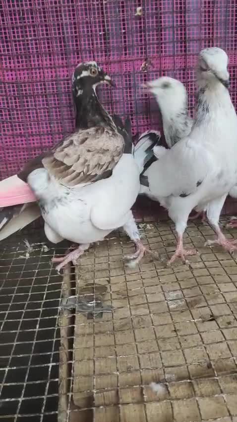 Homer Pigeon, farm video