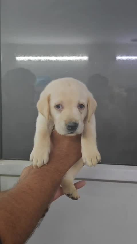 Beagle Black & Tan Puppy, farm video