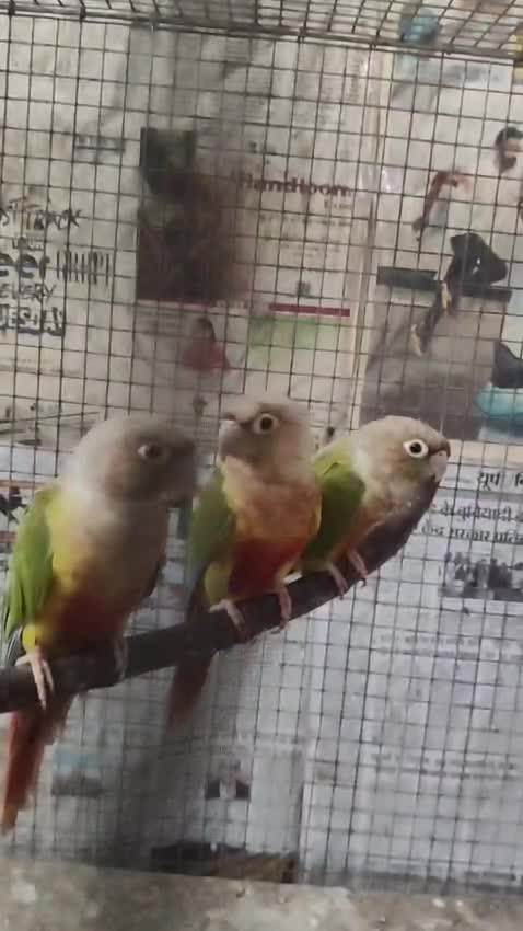 Pineapple Headed Conure, farm video
