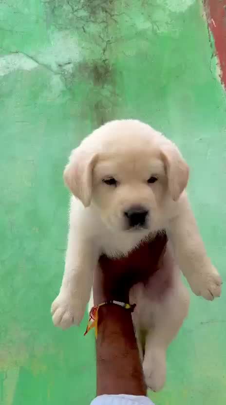 Beagle Black & Tan Puppy, farm video