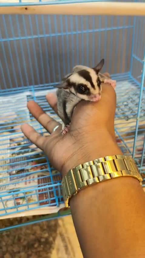 Sugar Glider | White (Lucy), farm video