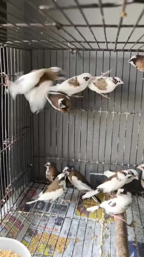Bengal Kittens, farm video