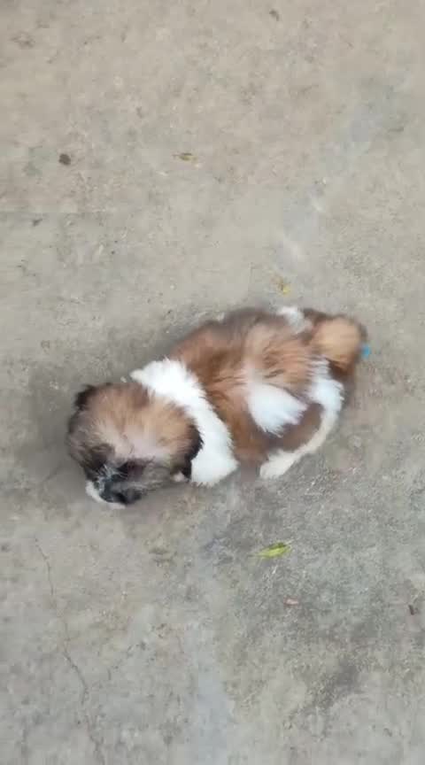 Shih Tzu Puppy Brown & White, farm video