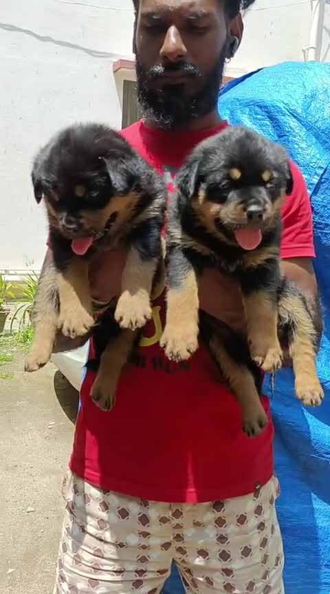 Dachshund Puppy, farm video