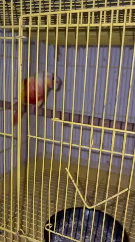 Sun Cheek Conure, farm video