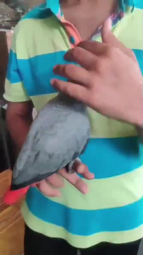 African Grey Parrot, farm video