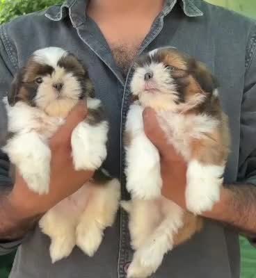 Shih Tzu Puppy Brown & White, farm video