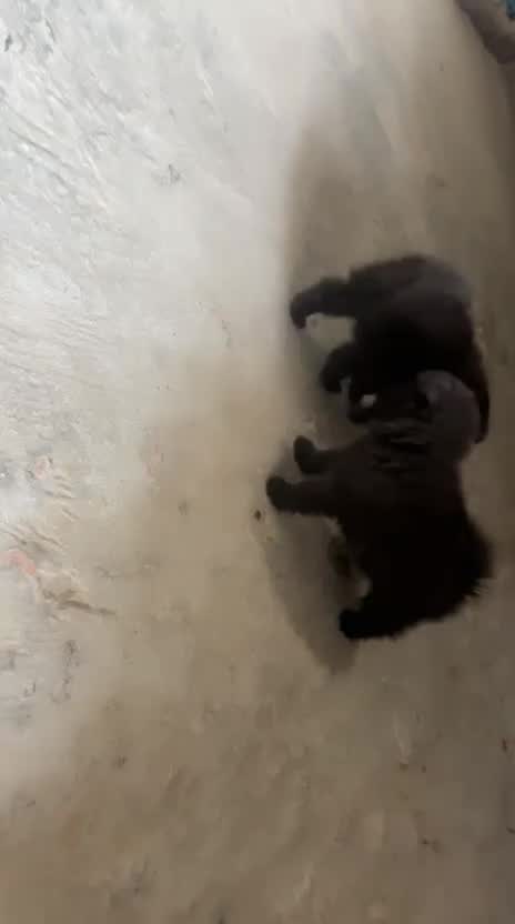 Pomeranian Puppy | Black Color, farm video