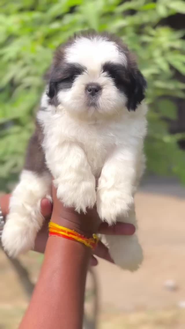 Shih Tzu Puppy Brown & White, farm video