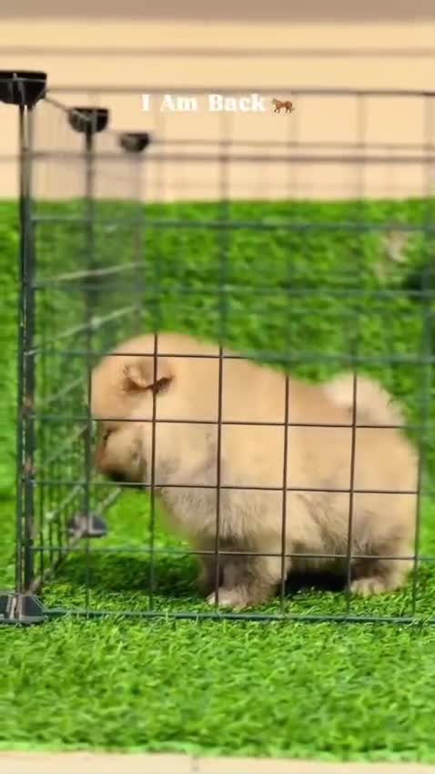 Pomeranian Puppy | Black Color, farm video