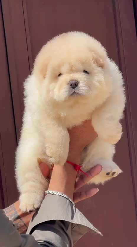 Chow Chow Puppy | White Color, farm video