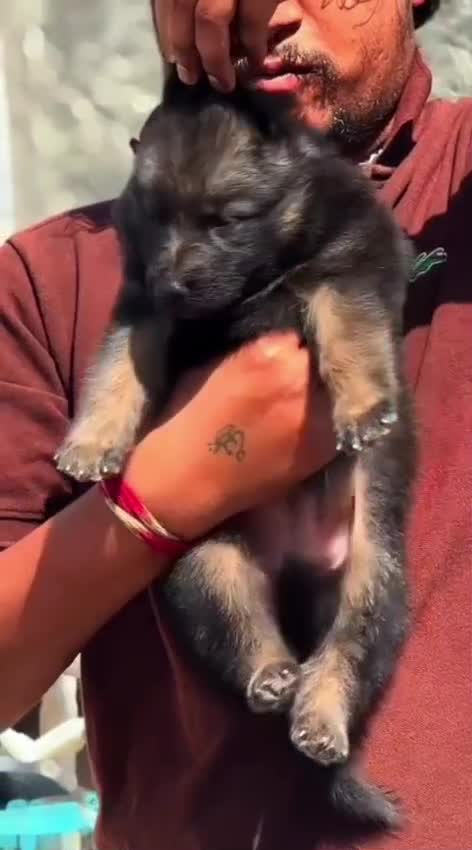 German Shepherd Puppy, farm video