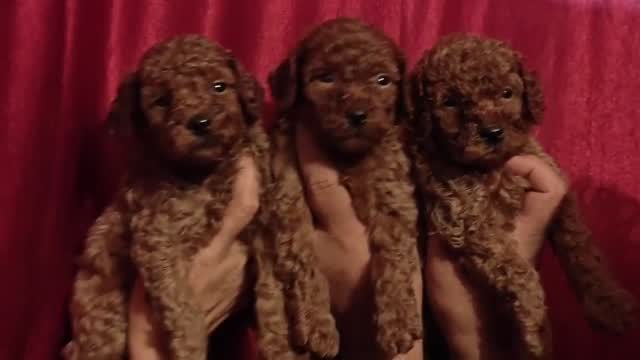 Toy Poodle Puppy, farm video