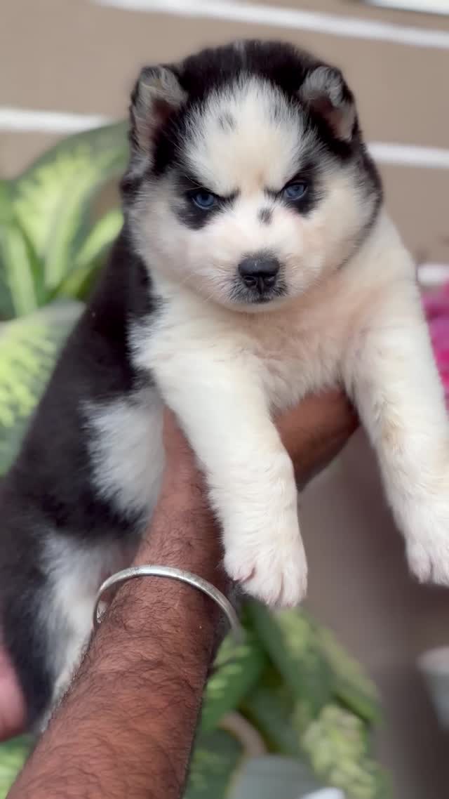 Siberian Husky Puppy | Copper & White Color, farm video