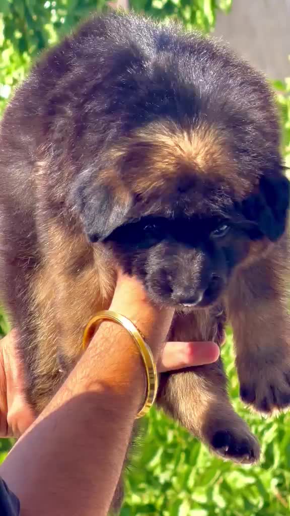 German Shepherd Puppy, farm video