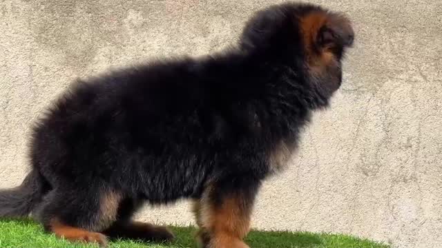 German Shepherd Puppy, farm video
