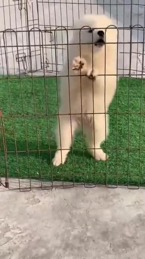 Samoyed Puppy | White, farm video