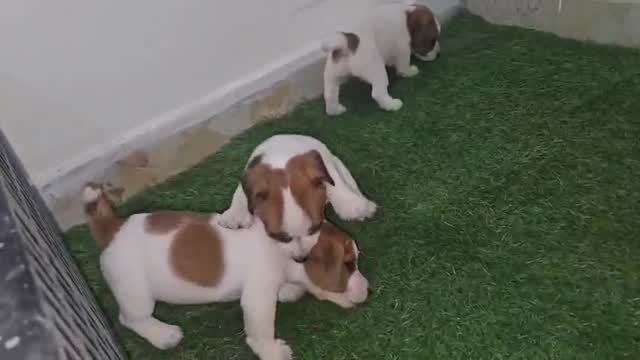Jack Russell Terrier Puppy, farm video