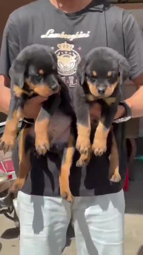 Rottweiler Puppy, farm video