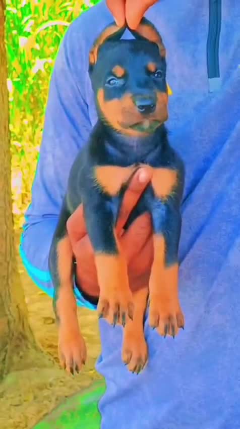 European Doberman Puppy, farm video