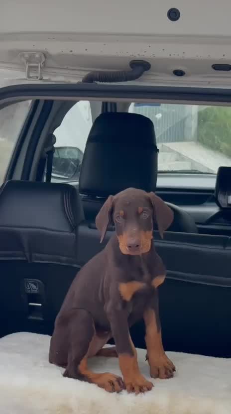 European Doberman Puppy, farm video