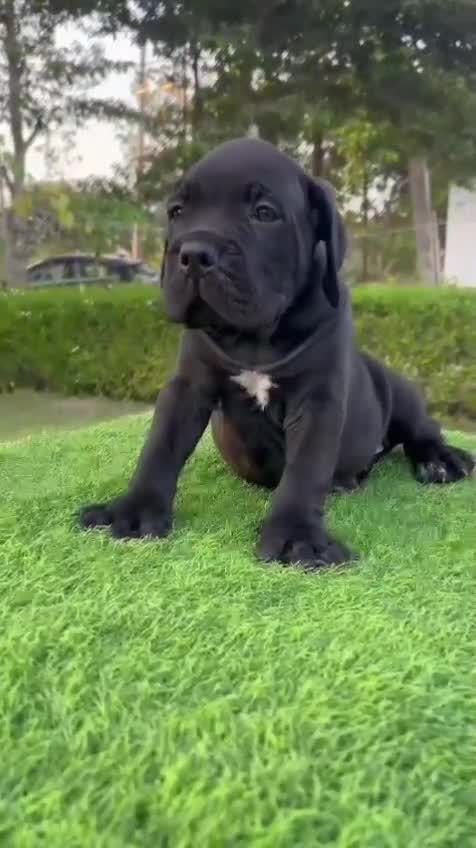 Cane Corso Puppy, farm video