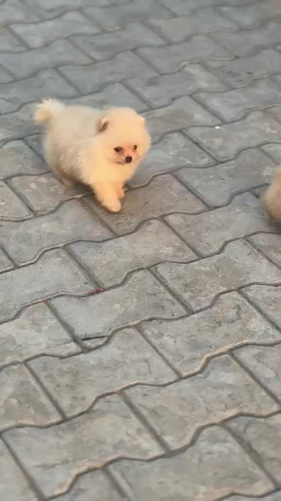 Toy Poodle Puppy, farm video