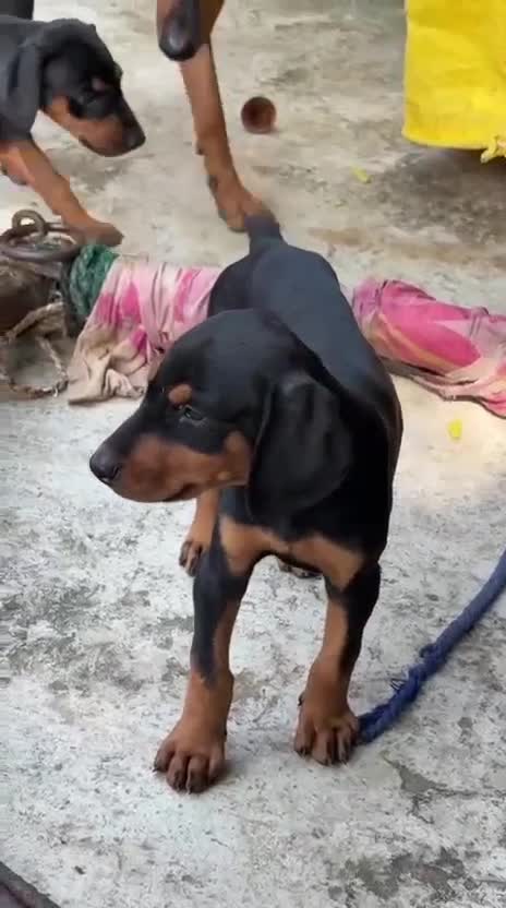 European Doberman Puppy, farm video