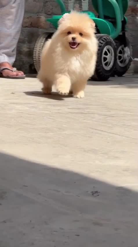 Toy Poodle Puppy, farm video