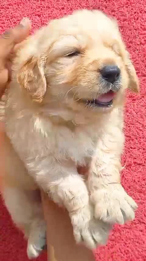 Golden Retriever, farm video