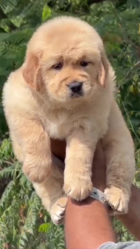 Golden Retriever, farm video