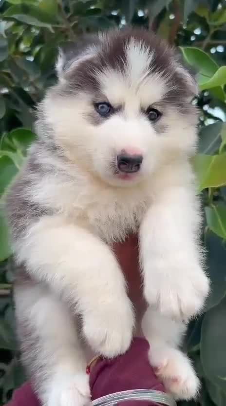 Siberian Husky Puppy | Copper & White Color, farm video