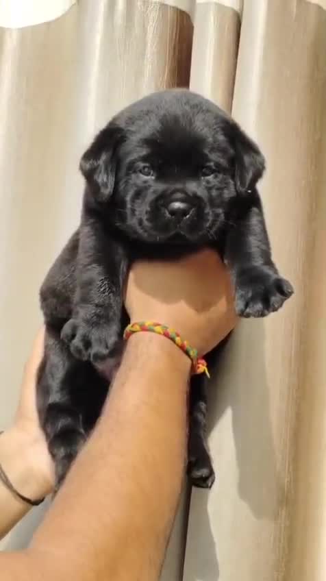Beagle Black & Tan Puppy, farm video