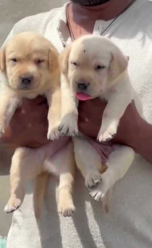 Beagle Black & Tan Puppy, farm video